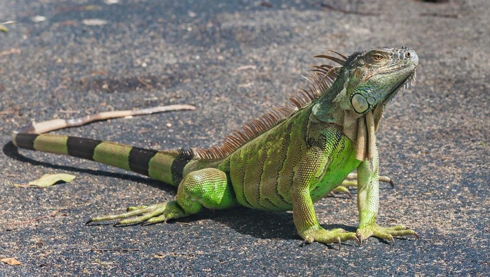 Green_Iguana