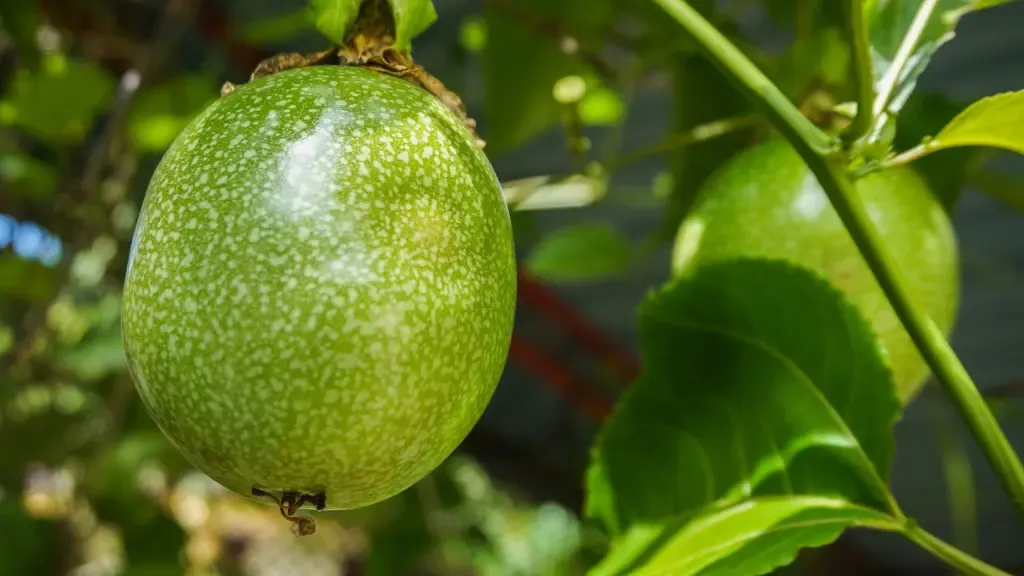 Green_Passionfruit