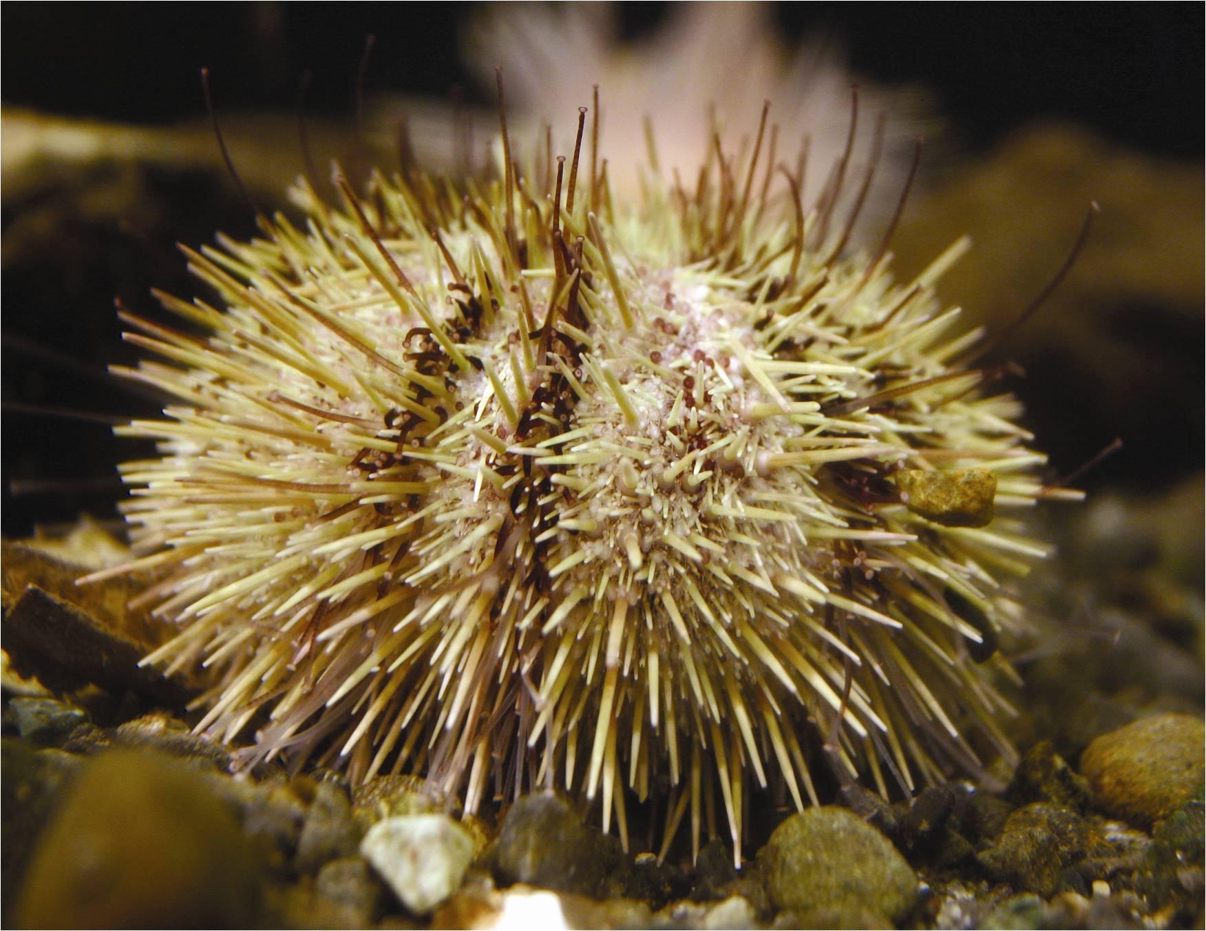 Green_Sea_Urchin