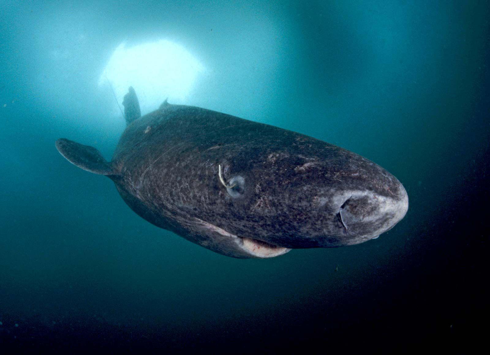 Greenland_Shark