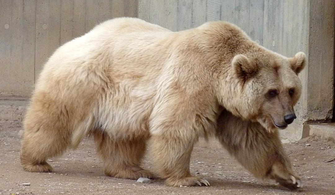 Grolar_Bear_Grizzly__Polar_Bear