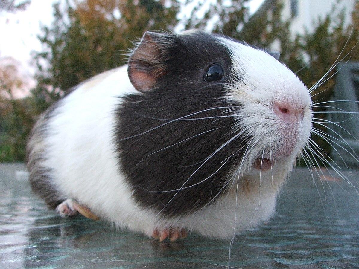 Guinea_Pig