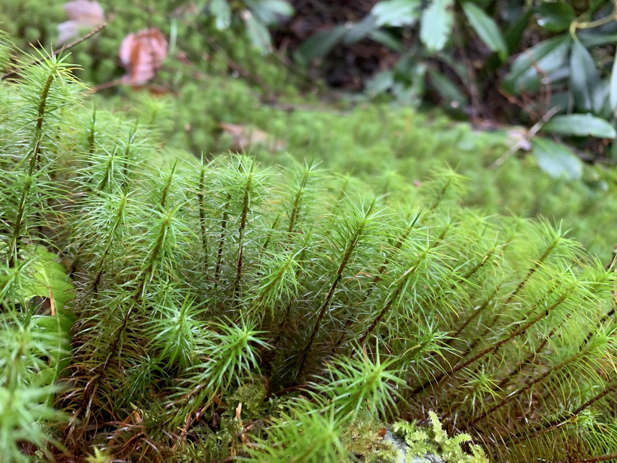 Haircap_Moss