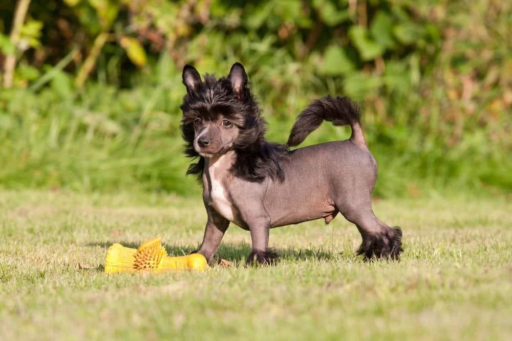 Hairless_Chinese_Crested_Dog