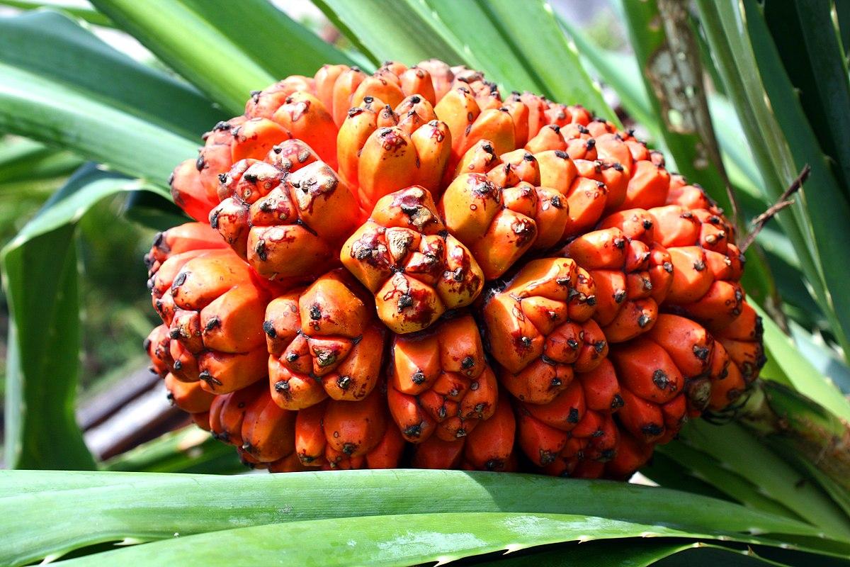 Hala_Fruit_Pandanus