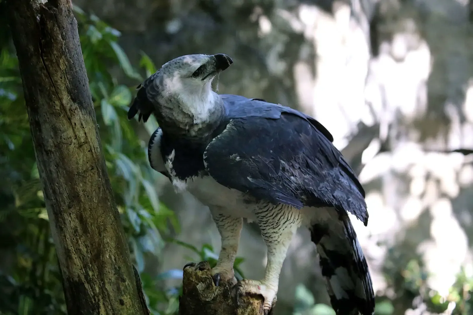 Harpy_Eagle_Central_and_South_America