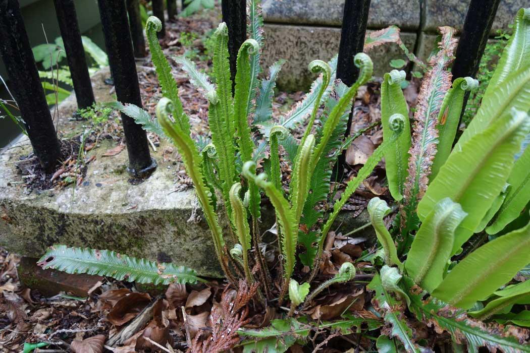 Harts_Tongue_Fern