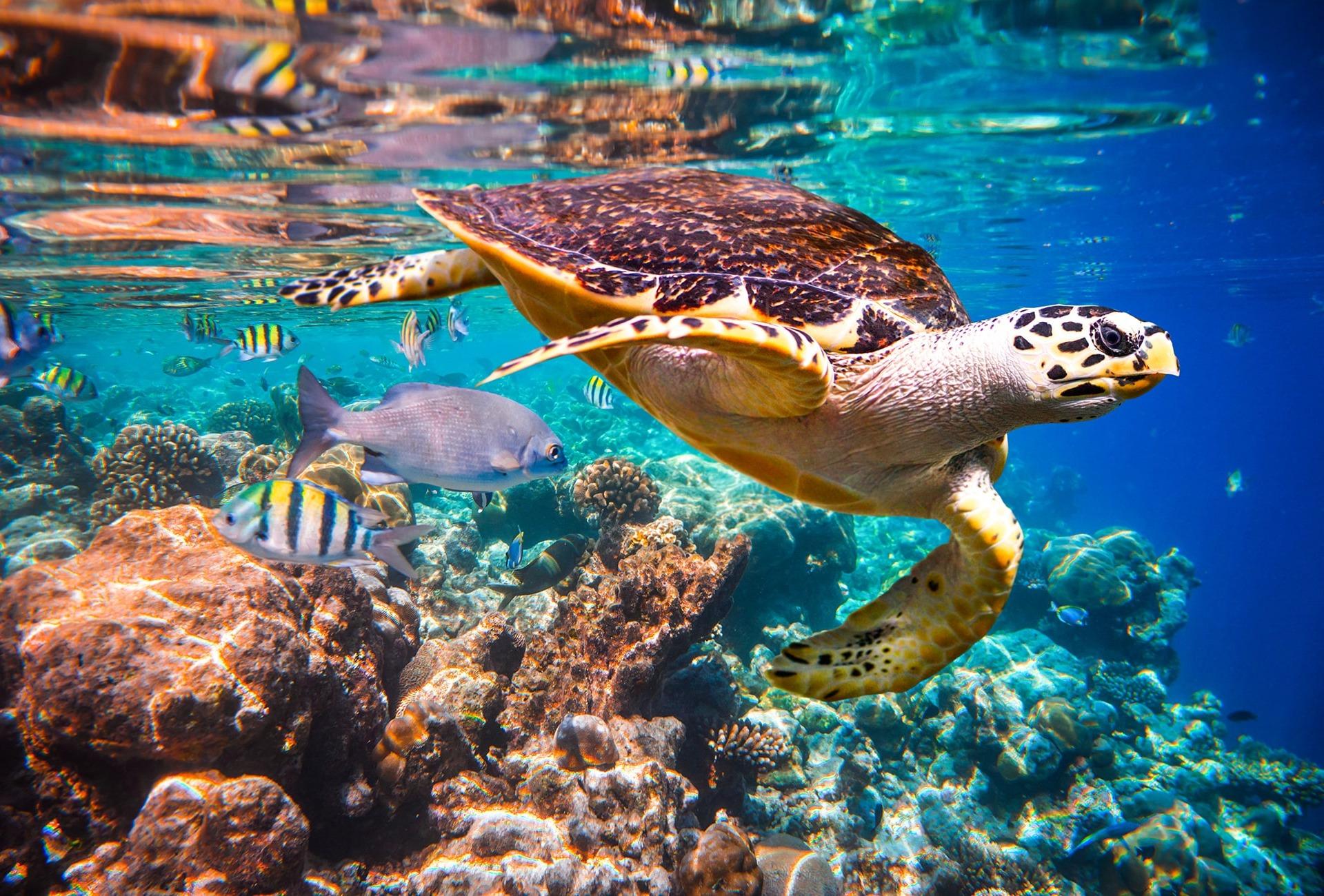 Hawksbill_Turtle