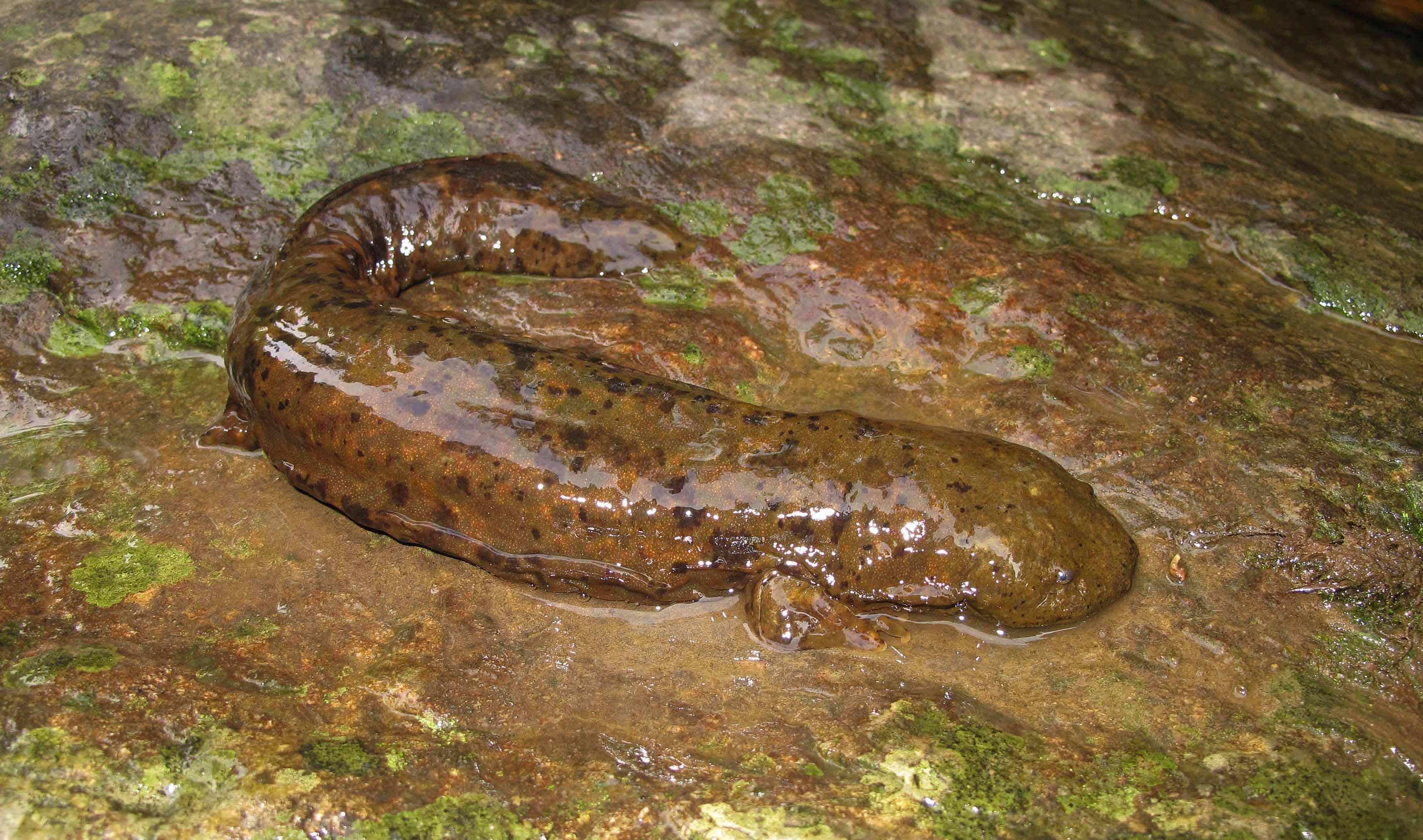 Hellbender