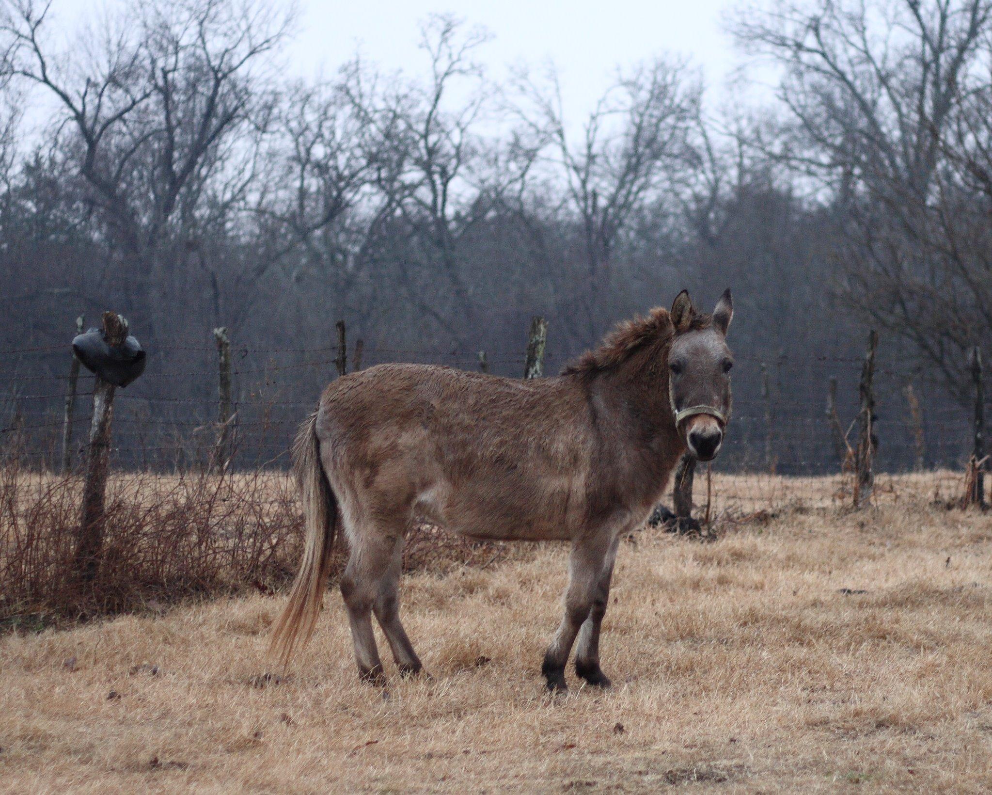 Hinny_Donkey__Horse