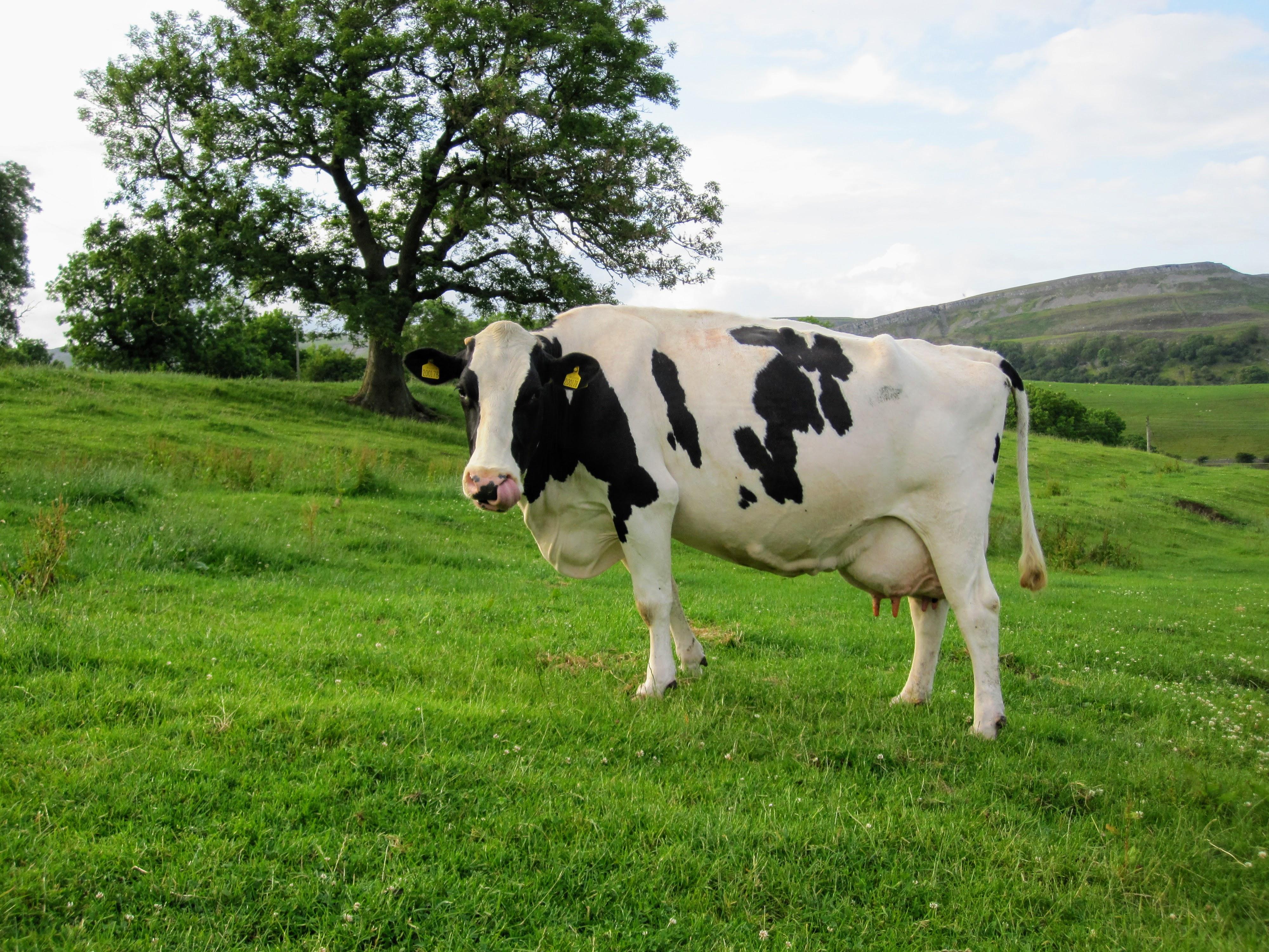 Holstein_Cow