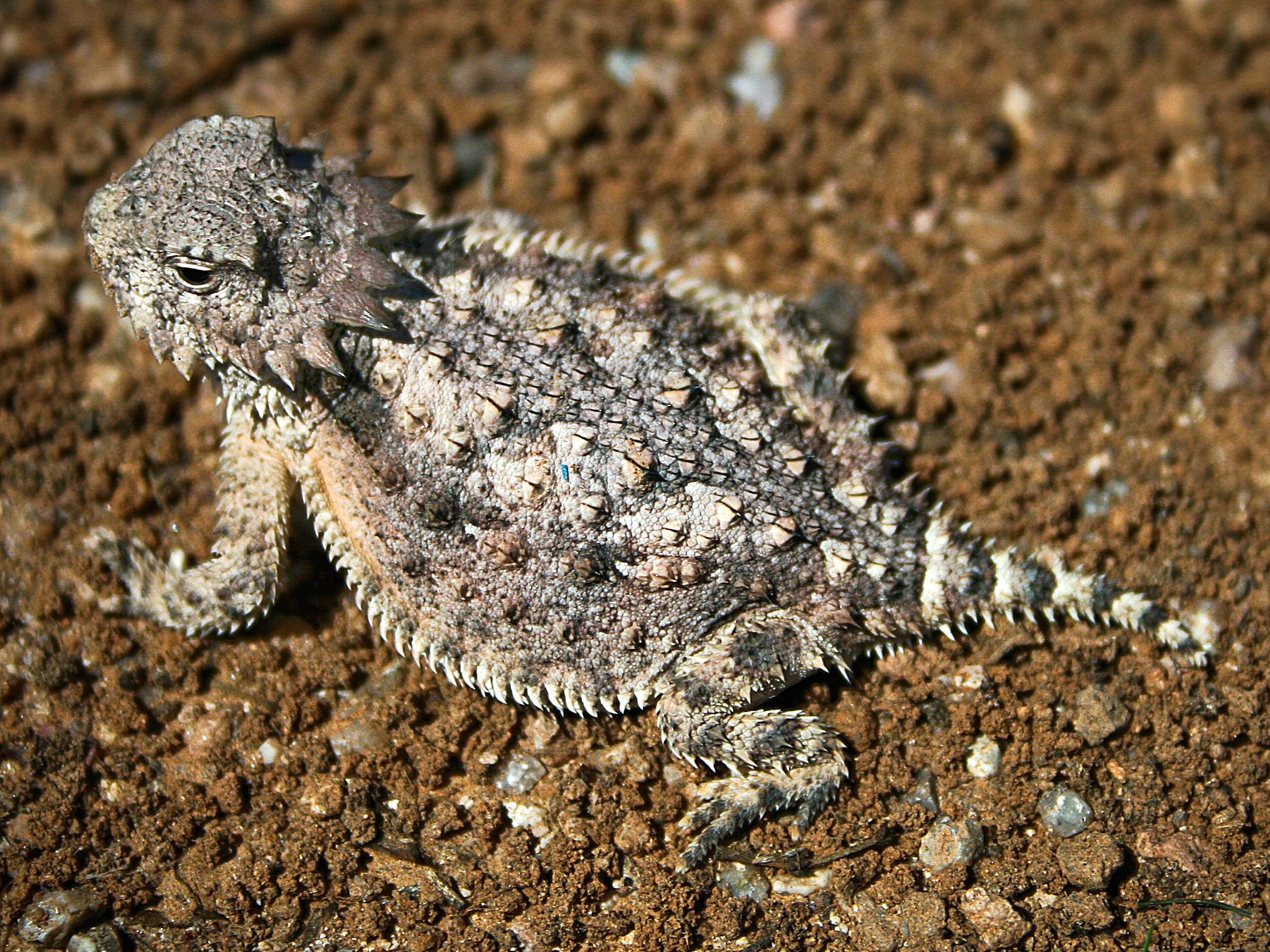 Horned_Lizard