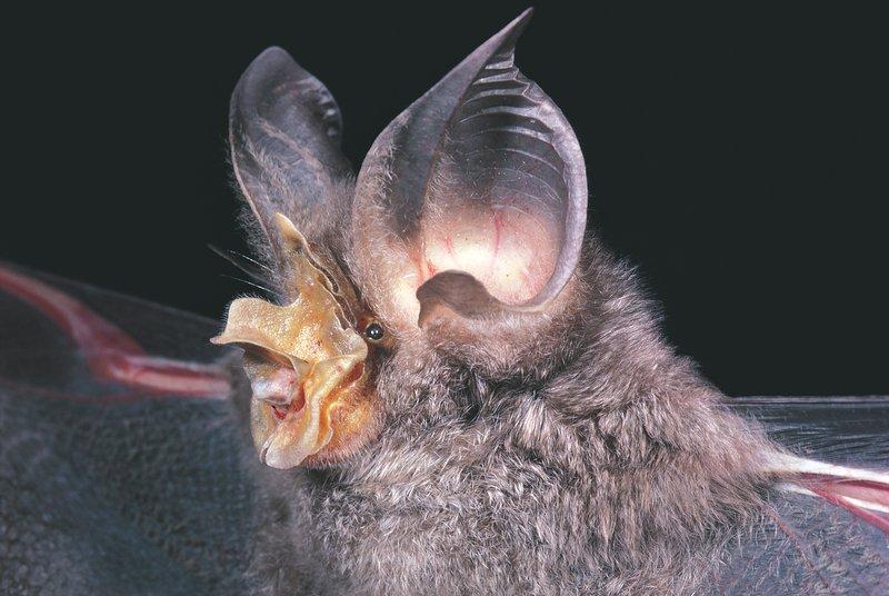 Horseshoe_Bat