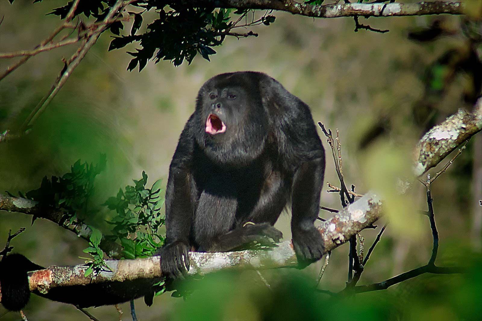 Howler_Monkeys_Howling