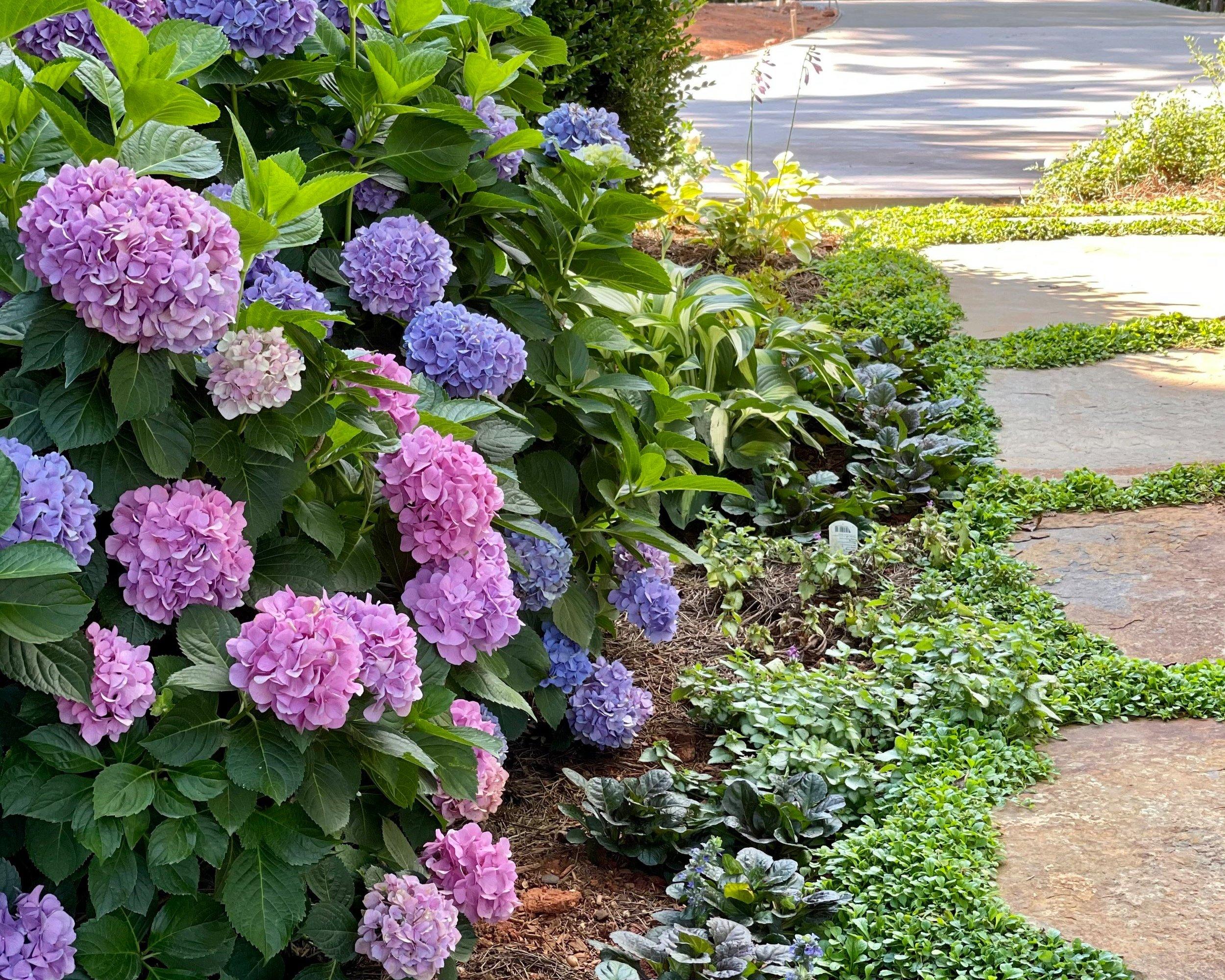 Hydrangea