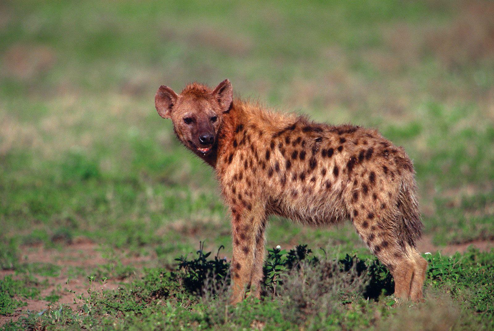 Hyena