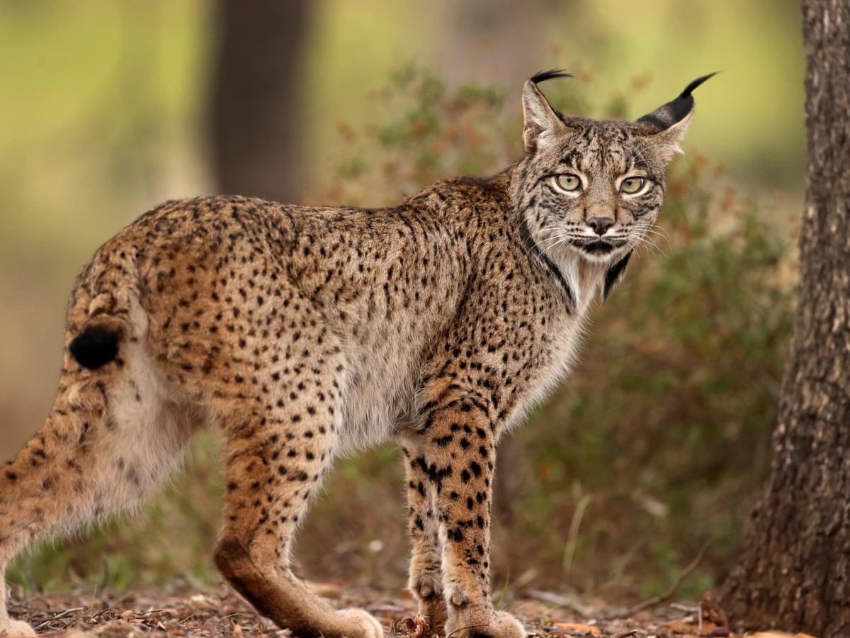 Iberian_Lynx