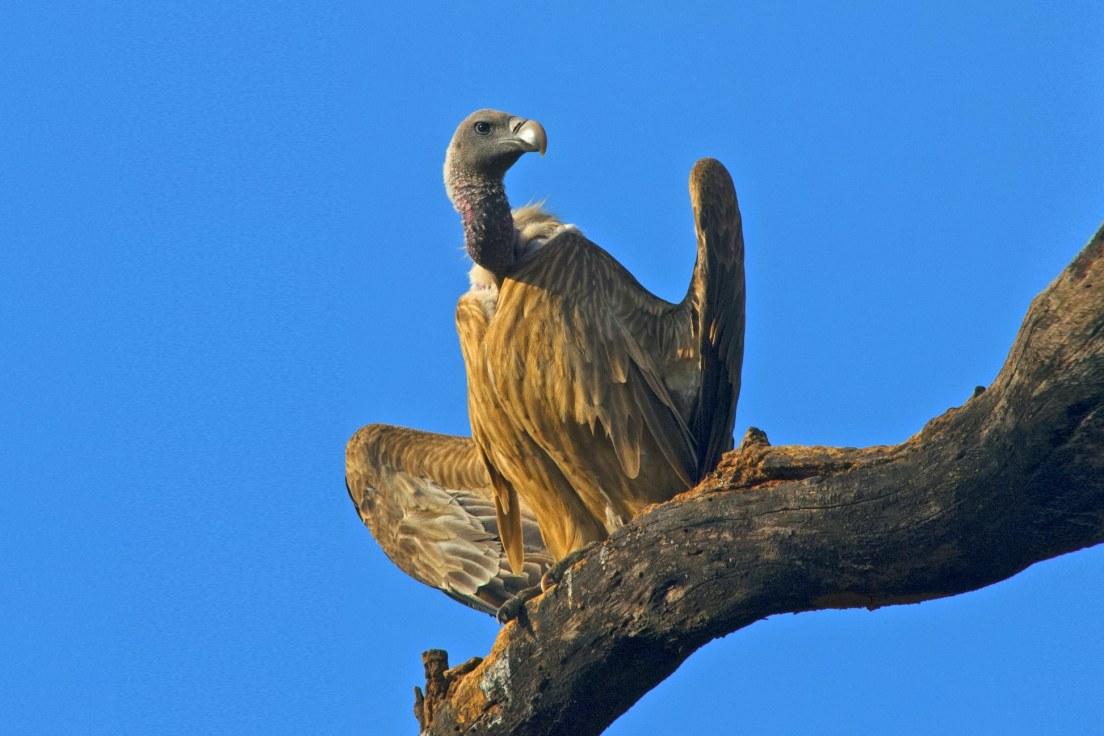 Indian_Vulture