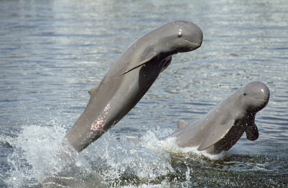 Irrawaddy_Dolphin