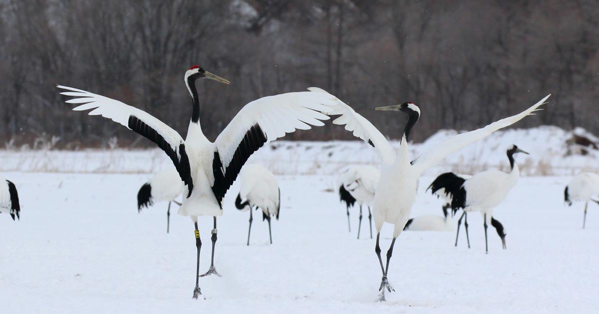 Japanese_Crane_Japan_Russia