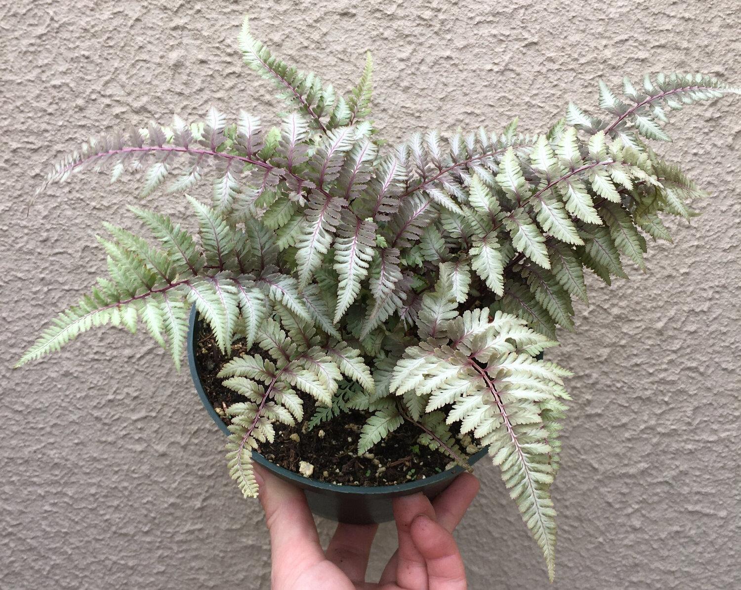 Japanese_Painted_Fern