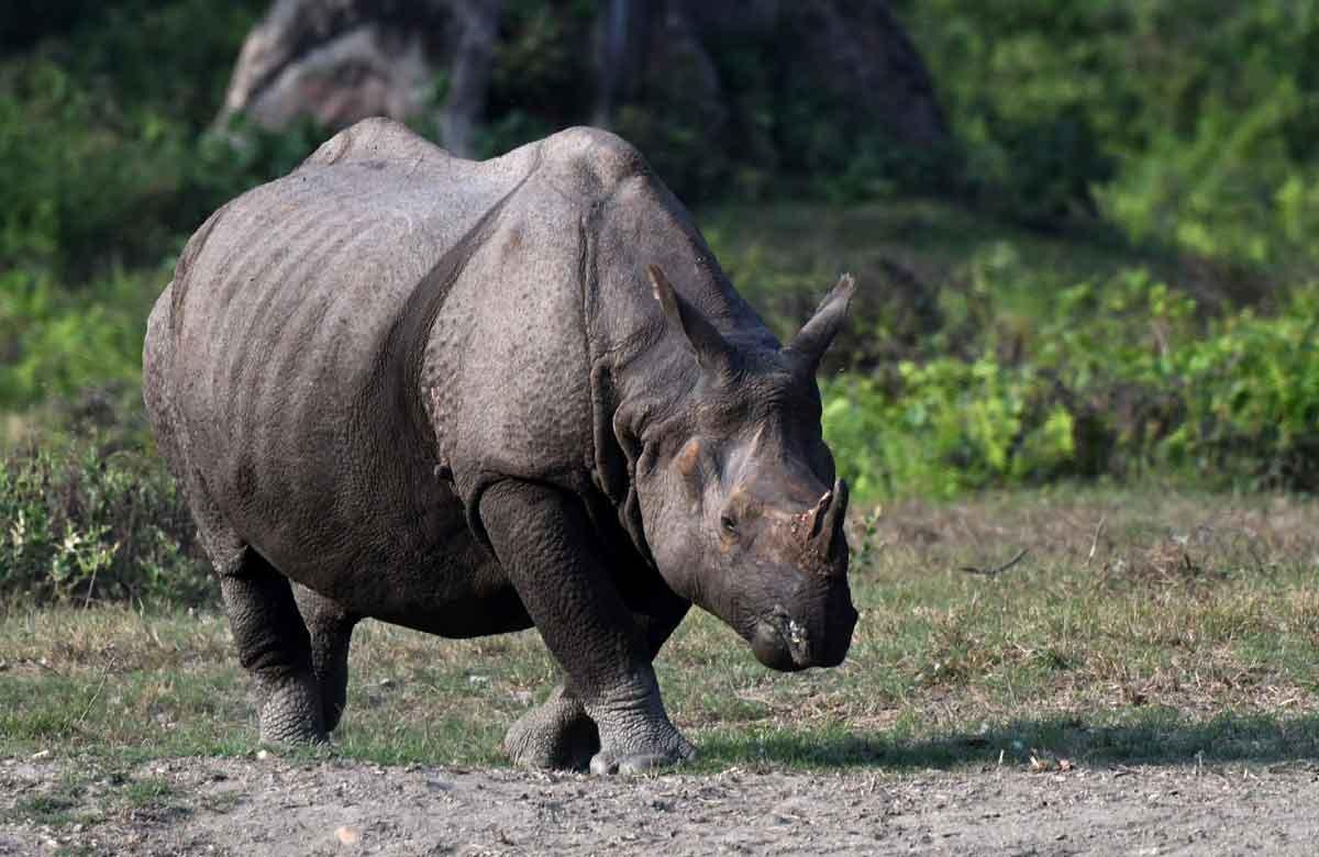 Javan_Rhino