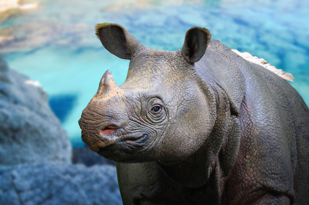 Javan_Rhino