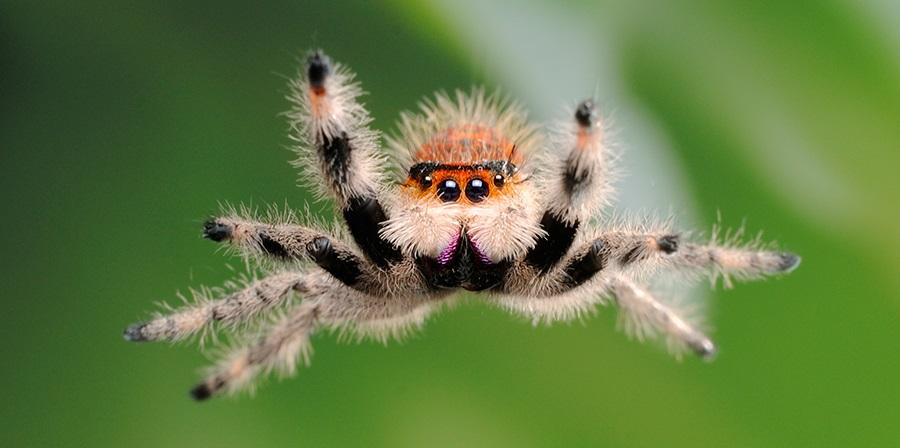 Jumping_Spider