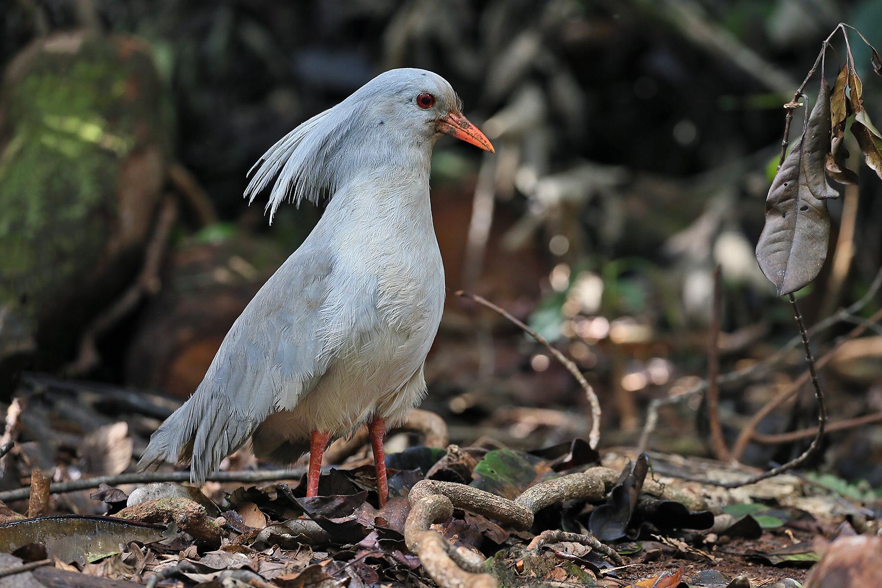 Kagu_New_Caledonia