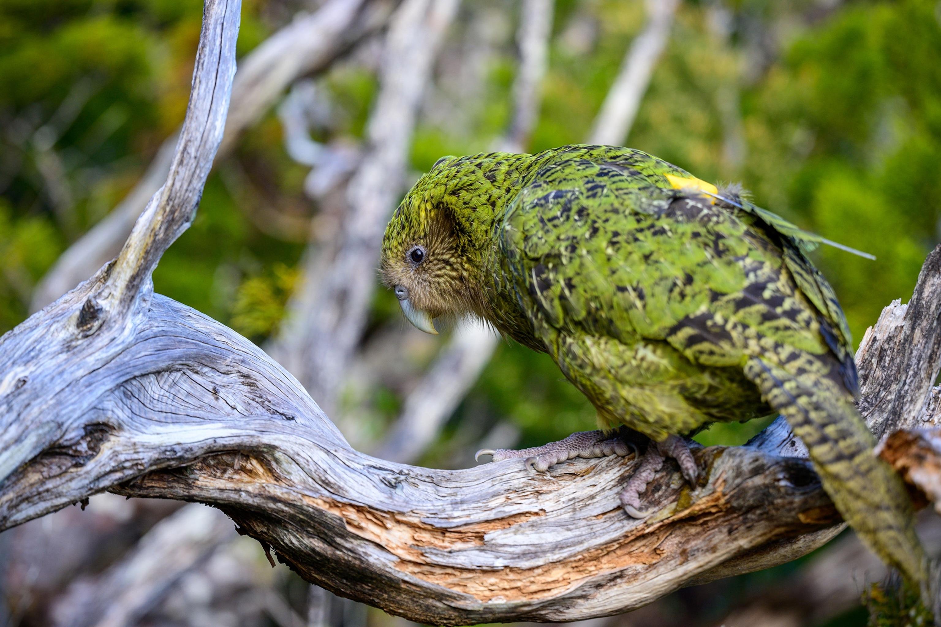 Kakapo_New_Zealand