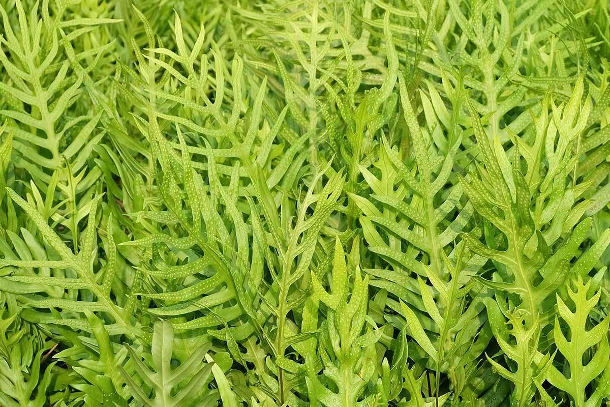 Kangaroo_Fern