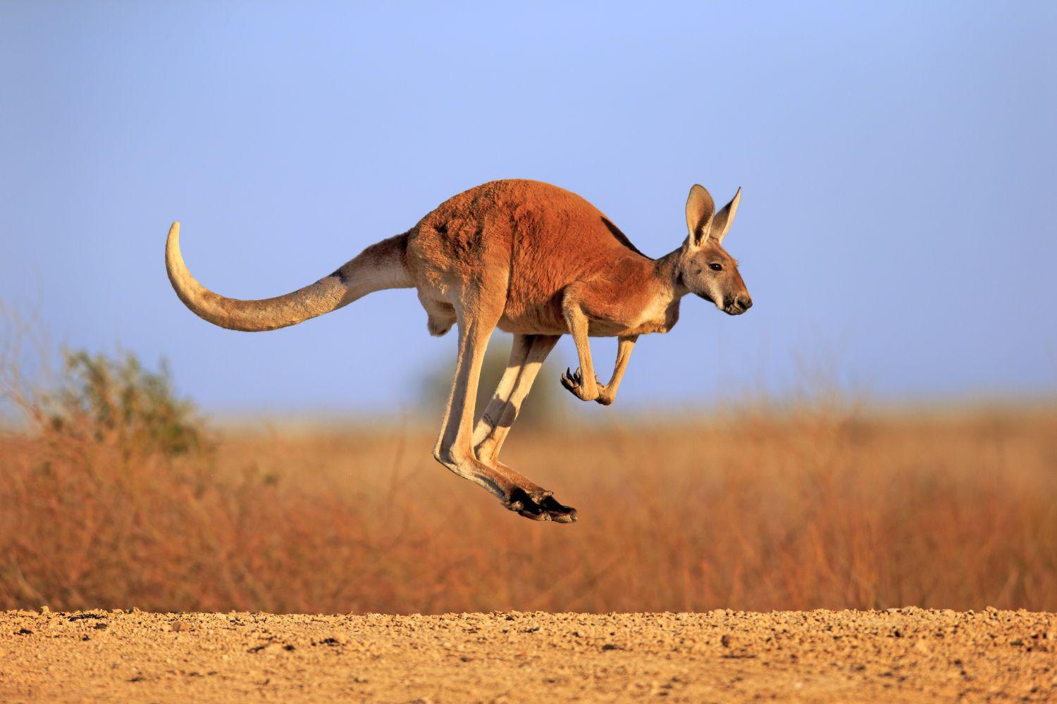 Kangaroos