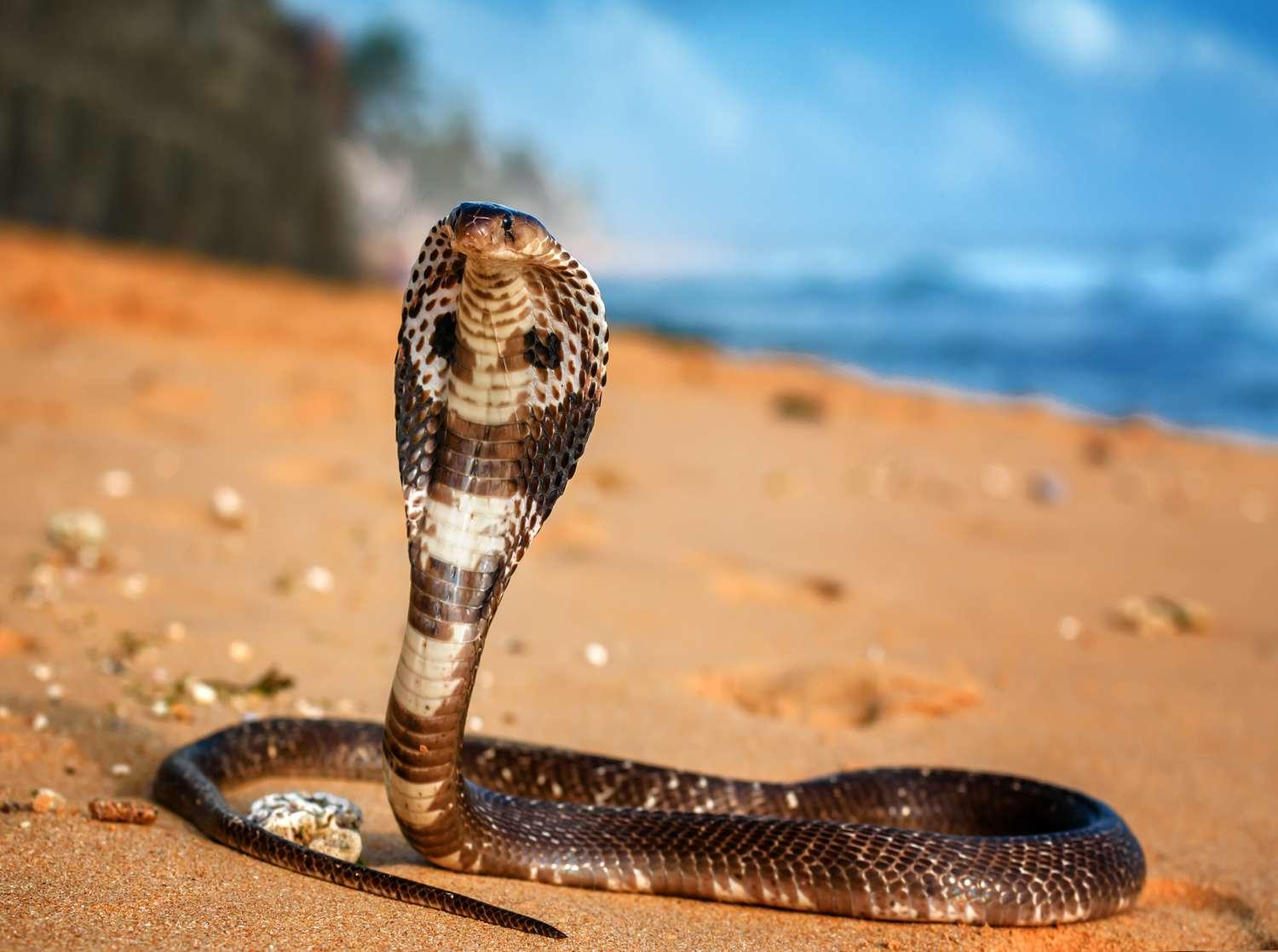 King_Cobra