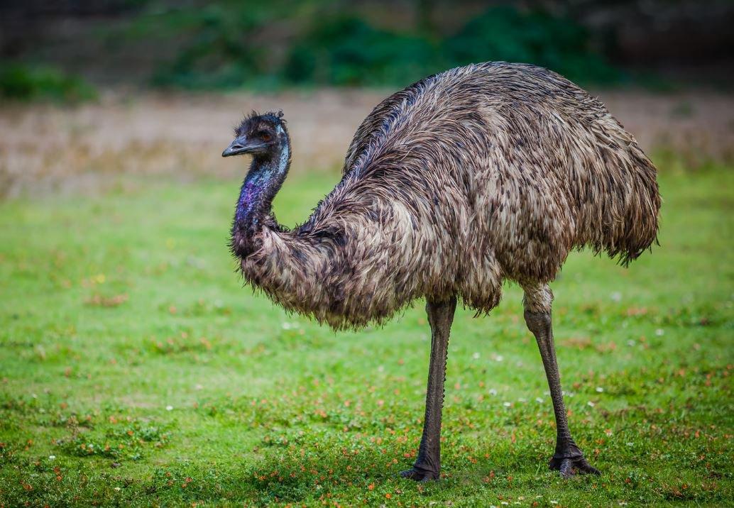 King_Island_Emu_King_Island_Australia_Extinct