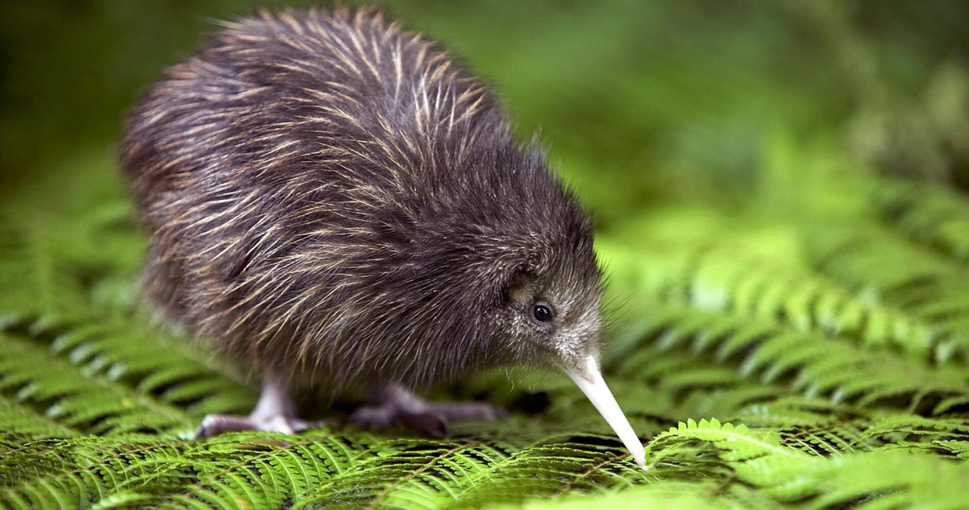 Kiwi_New_Zealand