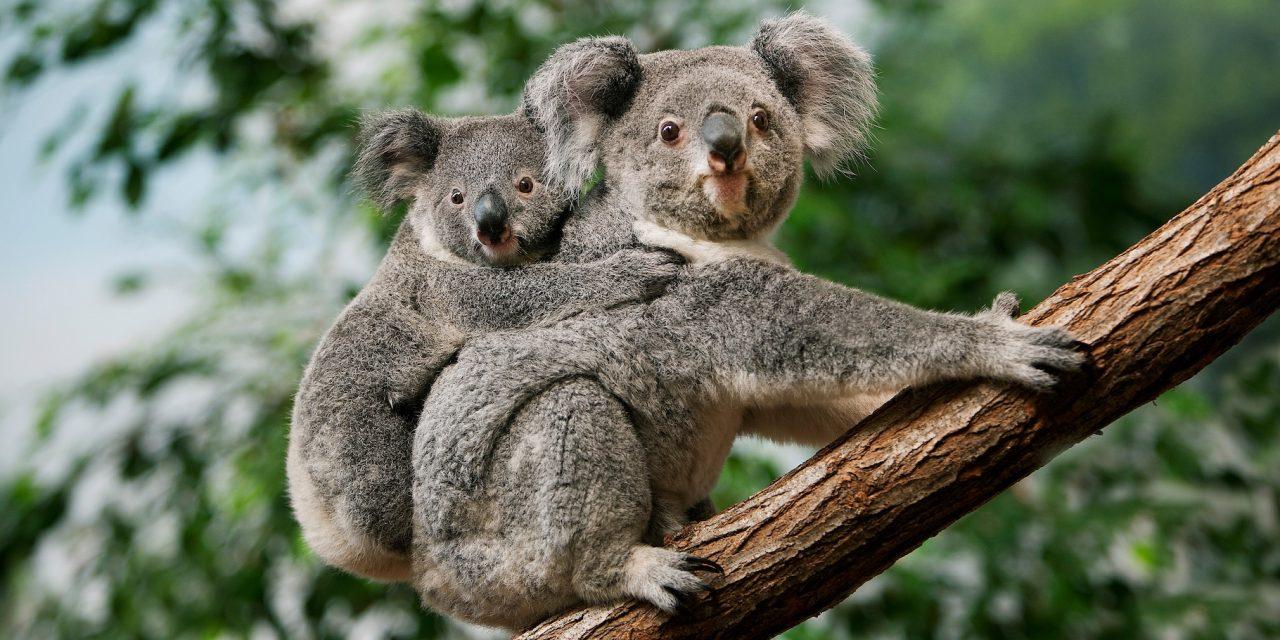 Koala