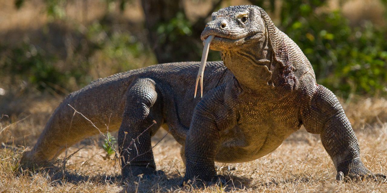 Komodo_Dragon