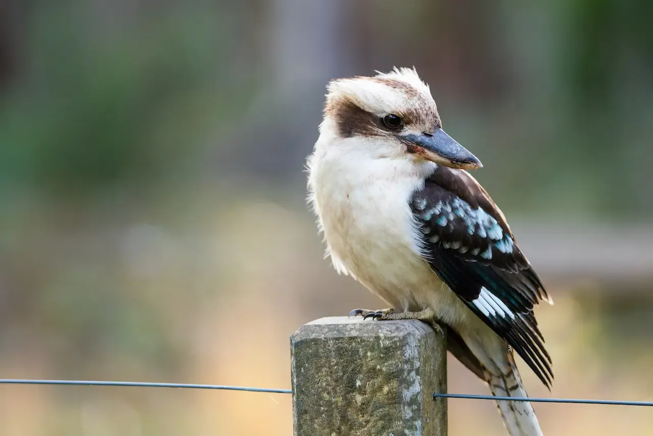 Kookaburras_Laughing_Call