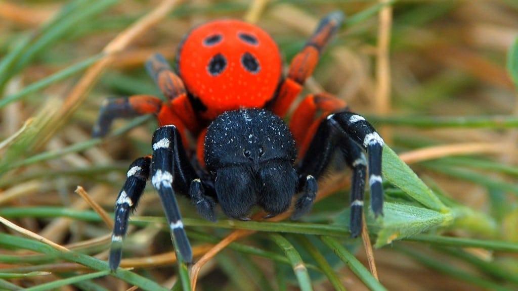 Ladybird_Spider