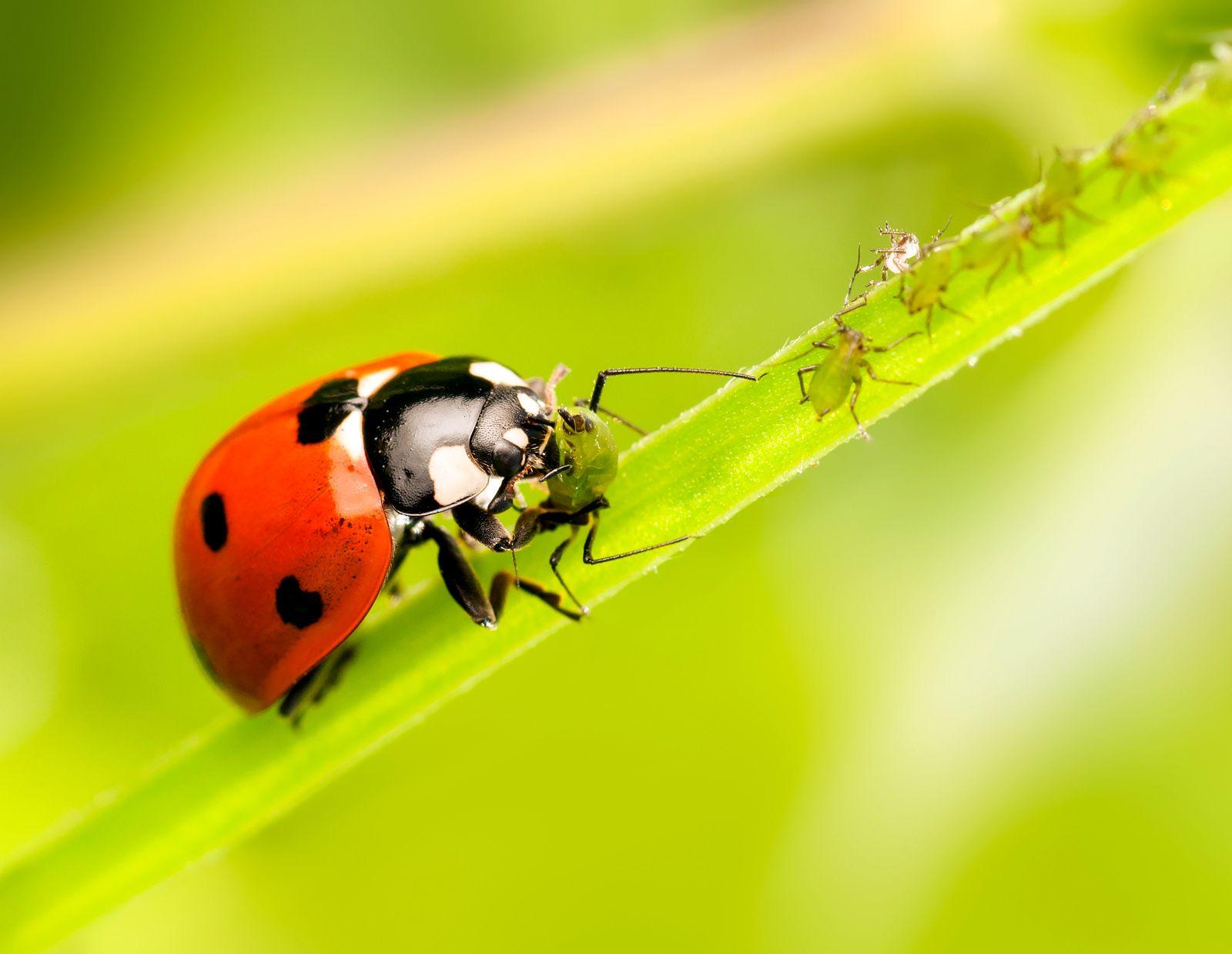 Ladybug