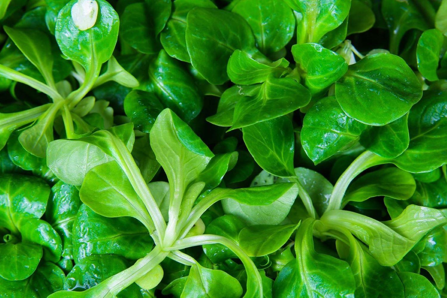 Lambs_Lettuce