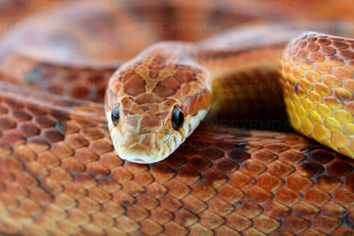 Lavender_Corn_Snake