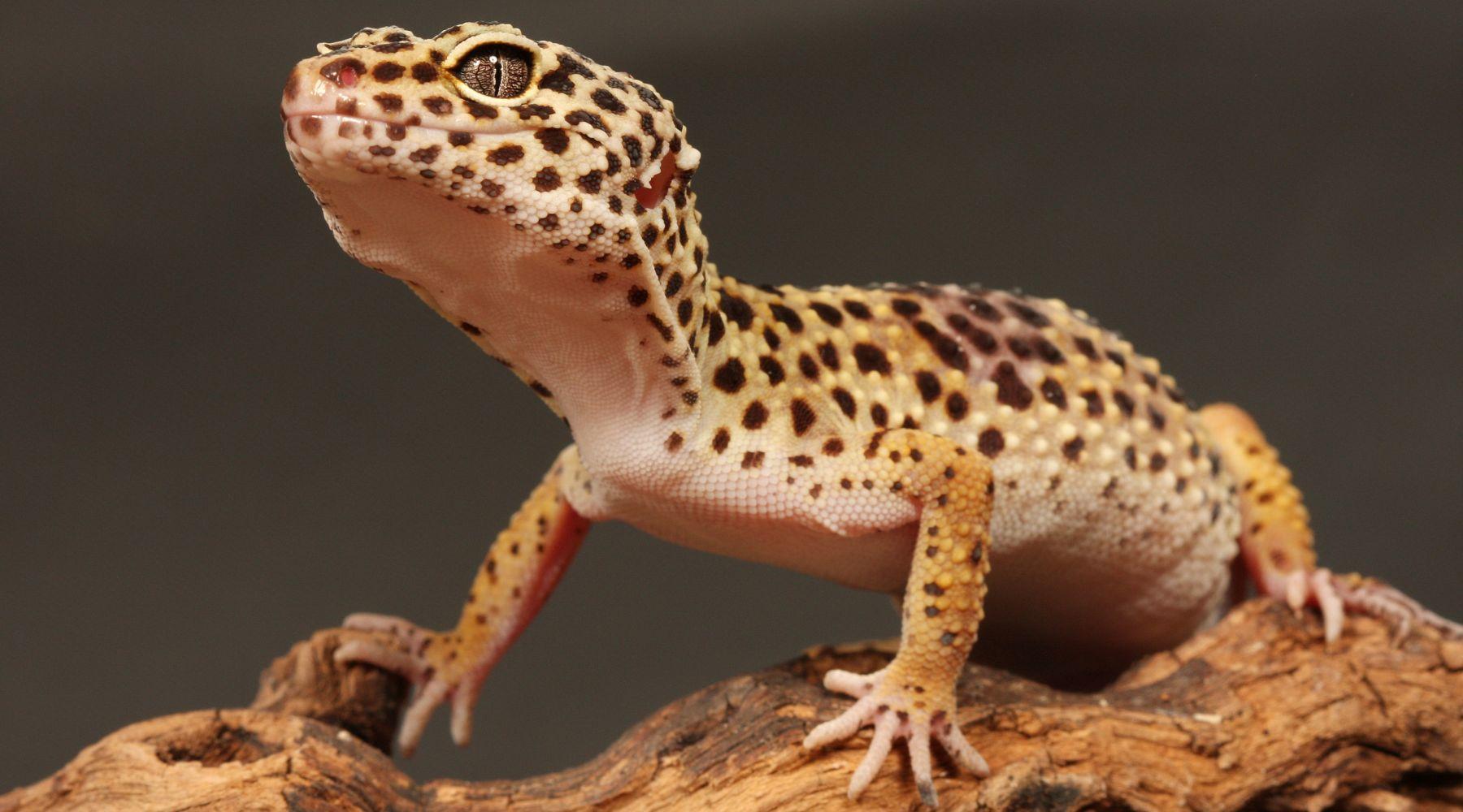 Leopard_Gecko