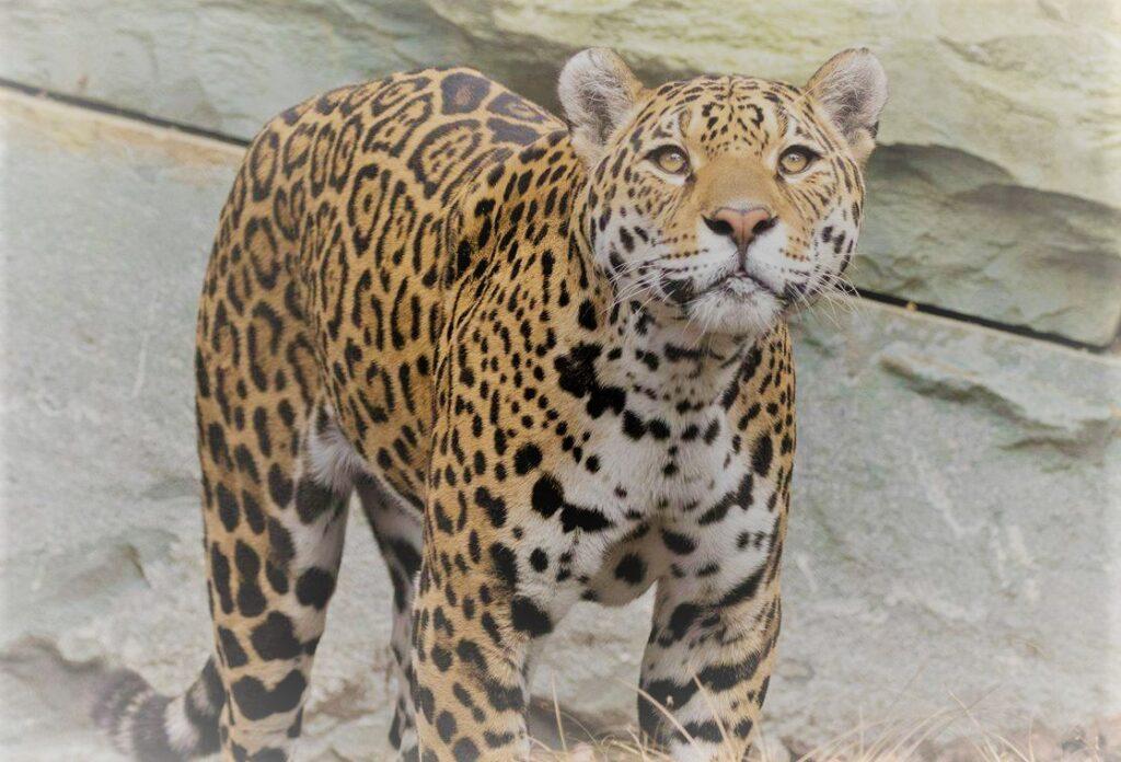 Lepjag_Leopard__Jaguar