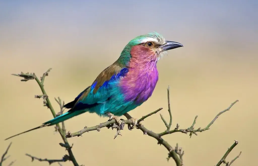 Lilac-Breasted_Roller_some_purple_on_its_plumage