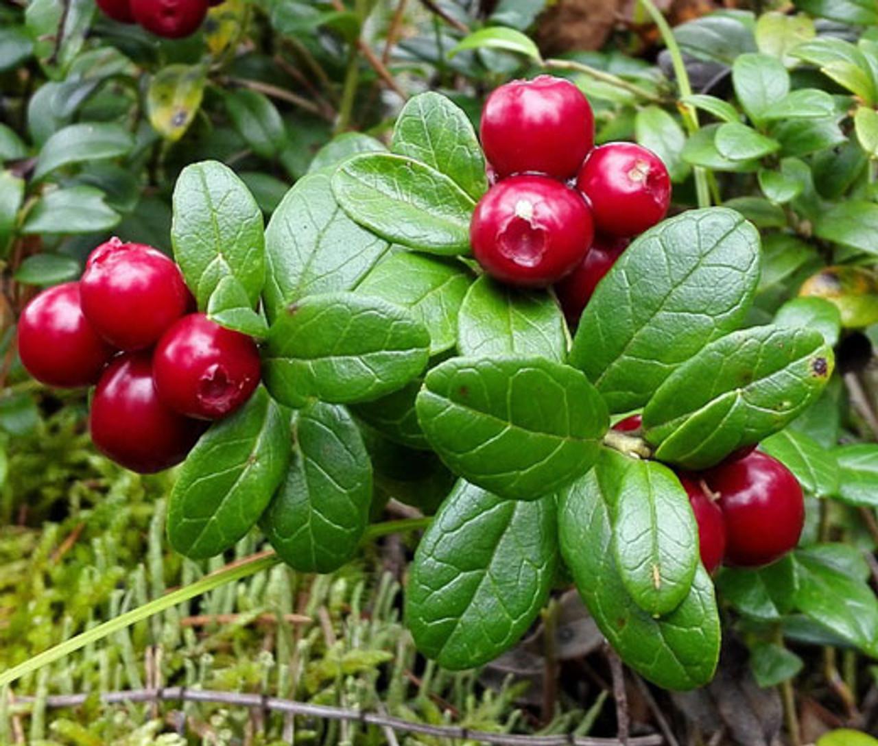 Lingonberries