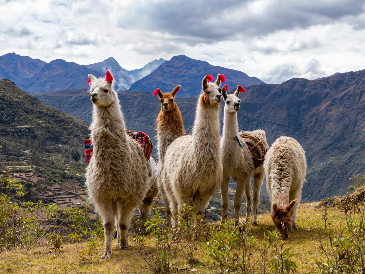 Llamas