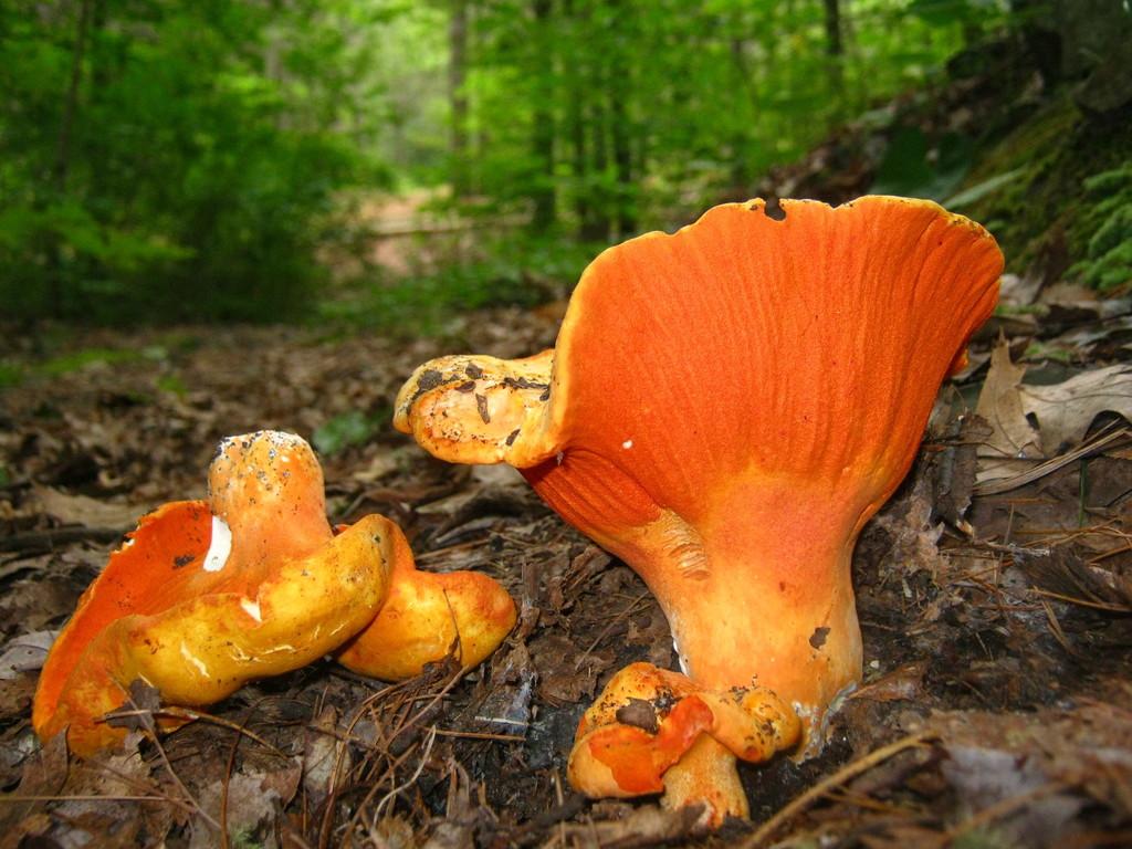 Lobster_Mushroom