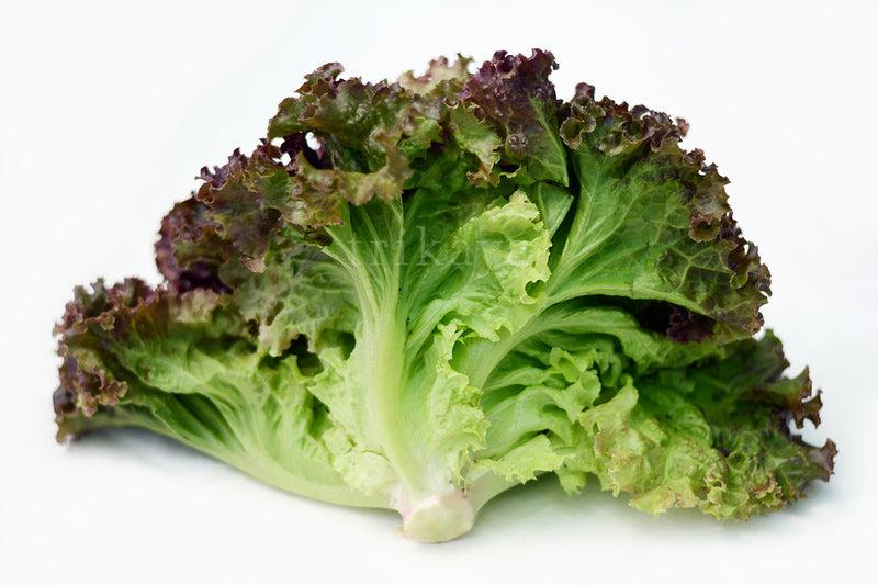 Lollo_Rosso_Lettuce