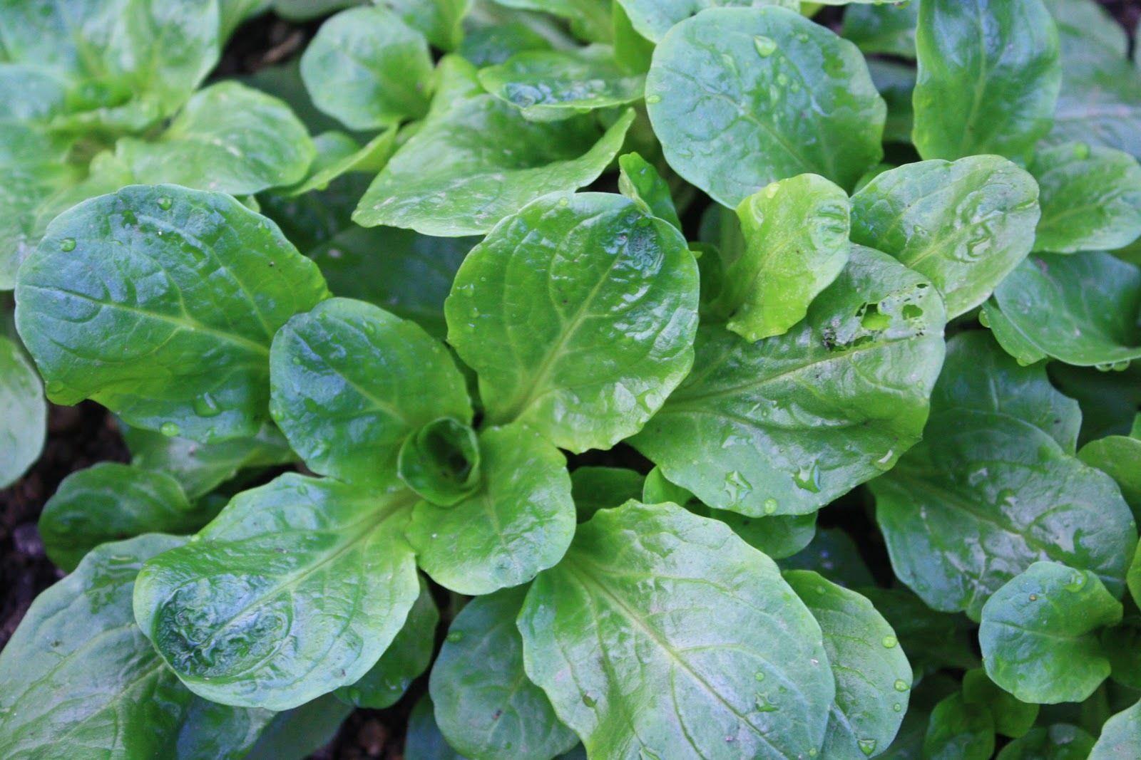 Mache_Lambs_Lettuce